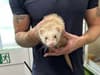 TfL: London Victoria Tube station rescue for fare-dodging ferret rescued from