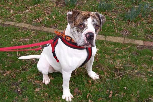 Apollo has been waiting a year to find a new home