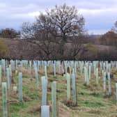 Enfield woodland saplings