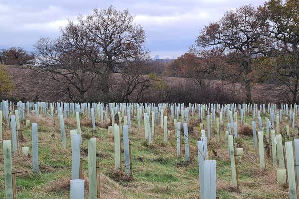 Enfield woodland saplings
