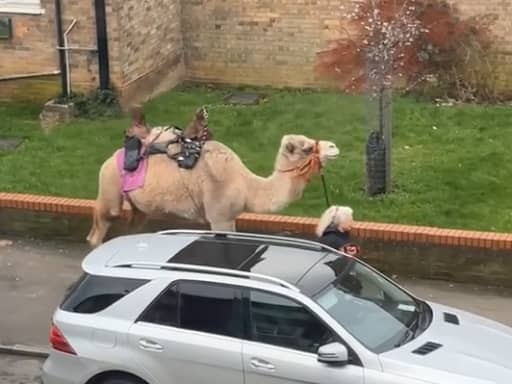 Just a woman and her camel in Chingford