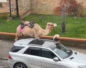 Just a woman and her camel in Chingford