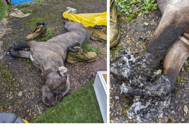 The RSPCA is appealing for information after a dog - thought to be an XL Bully - was found dead in a South London alleyway with a fractured skull. (Photo by RSPCA)