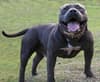 XL bully owner 'understandably devastated' by death and mutilation of dog - Sutton