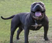 American bully. (Photo by Wikimedia Commons)