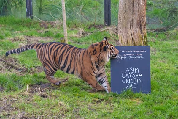 Sumatran tiger Zac at ZSL London Zoo. (Photo by London Zoo/Dominic Lipinski)