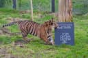 Sumatran tiger Zac at ZSL London Zoo. (Photo by London Zoo/Dominic Lipinski)