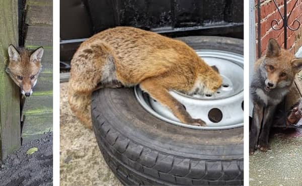 The RSCPA made some notable fox rescues in London in 2023. (Photo by RSPCA)