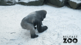 A gorilla at Belfast Zoo was having fun in the snow making snowballs, in footage captured by staff. (Credit: Belfast Zoo)