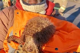 Ponzo was rescued from the icy lake by firefighters