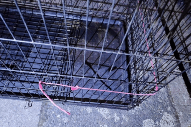 The cage in which the body of an XL bully puppy was found in Bexleyheath. (Photo by SWNS)