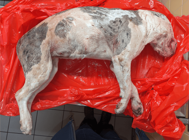 The body of an XL bully puppy found in Bexleyheath. (Photo by SWNS)