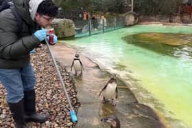 Blowing bubbles for the penguins to play with at London Zoo.