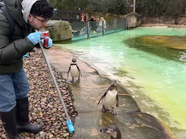 Blowing bubbles for the penguins to play with at London Zoo.
