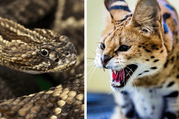 A venomous rattlesnake and a serval.