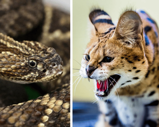 A venomous rattlesnake and a serval.