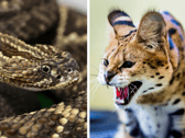 A venomous rattlesnake and a serval.