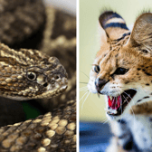 A venomous rattlesnake and a serval.