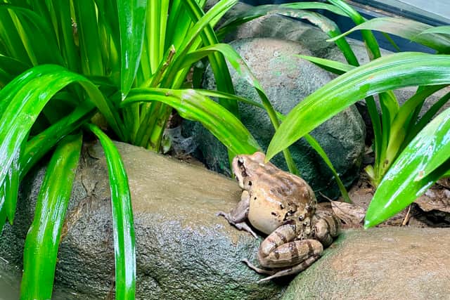 The adult frogs can weigh up to 360 grams (Photo: ZSL/Supplied)