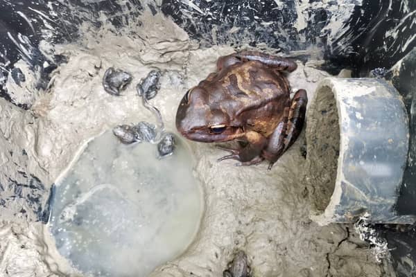 Mountain chicken frogs are very dedicated parents (Photo: ZSL/Supplied)