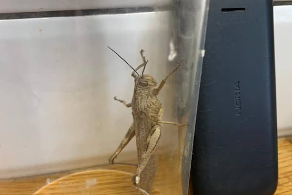 The locust found in Lee Westacott's fridge door.