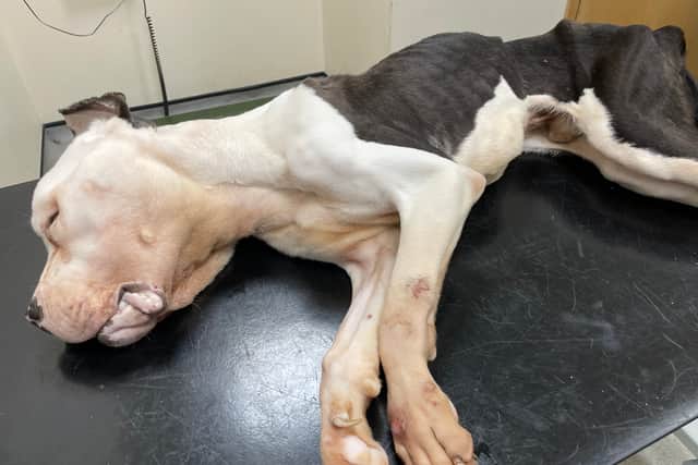 Patch starved to death.