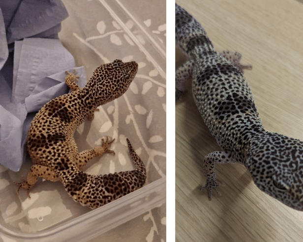 A leopard gecko was found scaling a bin outside McDonalds on North Finchley High Road.