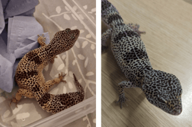 A leopard gecko was found scaling a bin outside McDonalds on North Finchley High Road.