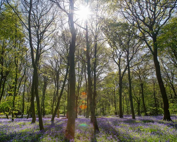 The Epping Forest Oak Trail is a 6.6-mile loop beginning and ending in the village of Theydon Bois, taking you through some beautiful parts of northern Epping Forest and its surrounding Buffer Lands on its way.

Length: 6.6 miles
Start and end: near Theydon Bois station (Central line)