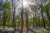The Epping Forest Oak Trail is a 6.6-mile loop beginning and ending in the village of Theydon Bois, taking you through some beautiful parts of northern Epping Forest and its surrounding Buffer Lands on its way.

Length: 6.6 miles
Start and end: near Theydon Bois station (Central line)