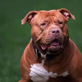From February 1, it became a criminal offence to own the XL bully breed in England and Wales without an exemption certificate.