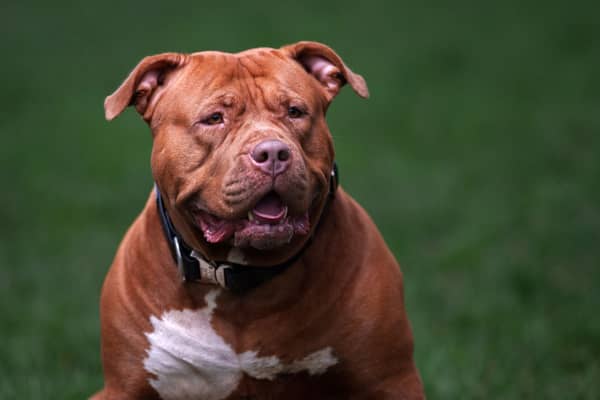 From February 1, it became a criminal offence to own the XL bully breed in England and Wales without an exemption certificate.