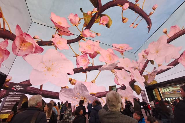 Cherry blossom in the Nature’s Confetti immersive experience.