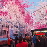 Cherry blossom in the National Trust's Nature’s Confetti immersive experience at Outernet in London.