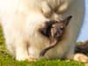 Baby wallaby emerges from mother’s pouch after seven months in adorable video