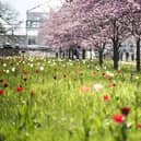 Tulips and cherry blossom trees at Kew Gardens