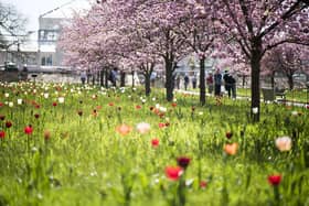 Tulips and cherry blossom trees at Kew Gardens