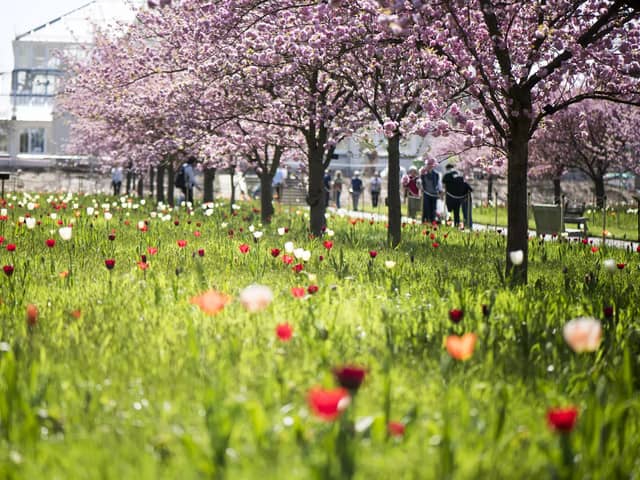 Tulips and cherry blossom trees at Kew Gardens