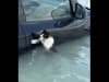 Dubai floods: Cat rescued by police after clinging to car door during heaviest rainfall in 75 years