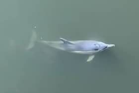 A dolphin in the Thames.