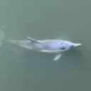 A dolphin in the Thames.