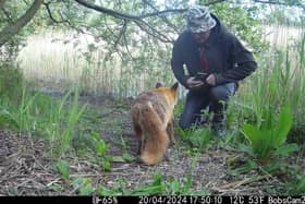 Video grab of Bob Dunlop's interaction with a friendly fox  near his home in Littleport, Cambs. 