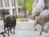Four people injured after escaped horses gallop through central London