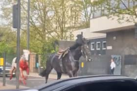Two of the Household Cavalry horses were spotted running loose near Aldwych