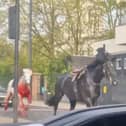 Two of the Household Cavalry horses were spotted running loose near Aldwych