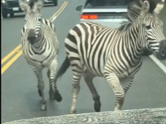 A motorist was bemused to find himself facing four zebras on the loose in North Bend, Washington, on Sunday, April 28.