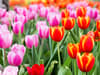 Tulip garden near London: 2 of the closest spots for Londoners open this bank holiday weekend