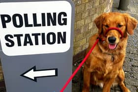 Ruby Wags accompanies her owner to the polls