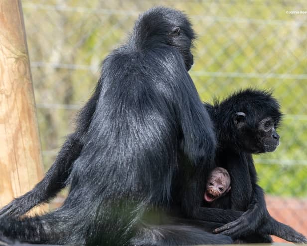 Rare baby spider monkey makes first appearance at zoo.