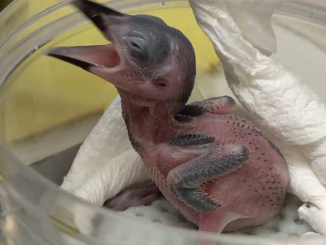 The new arrival is a female, with only 45 other breeding females of the species left (Photo: ZSL/Supplied)